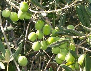 information au sujet du pollen d’olivier