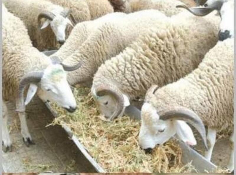 عيد الاضحى بمدينة تاوريرت بين الامس واليوم..طقوس الزمن الجميل وتحولات الحاضر