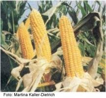 العلماء يعكفون على تطوير محاصيل جديدة مصمّمة بطريقة علمية