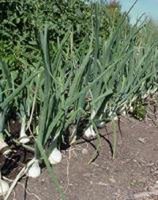 ابو جهل القرن21 يفتي: البصل يخرج من الملة