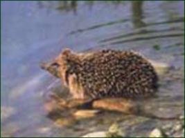 القنفذ الجائع / على هامش اقتراع 7 شتنبر 2007