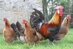 Que ressent le coq quand la poule caquette ?