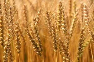 كنوز رمضانية : الكنز الخامس : الصدقة