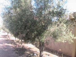 وجدة :هل لم يبق اي مشكل امام المسؤولين المحليين سوى اشجار الزيتون بالمدينة ؟